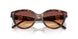 403178 - Tortoise - Brown Gradient