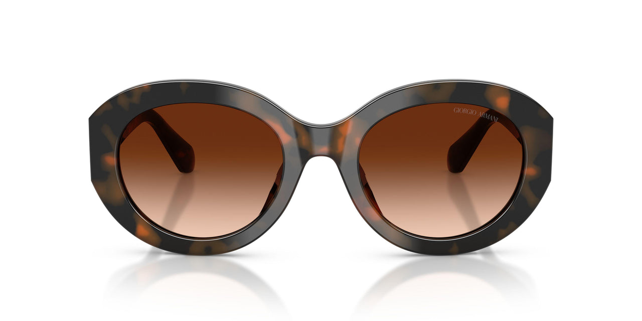 647874 - Tortoise - Brown Gradient