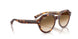 141451 - Tortoise - Clear Gradient Brown