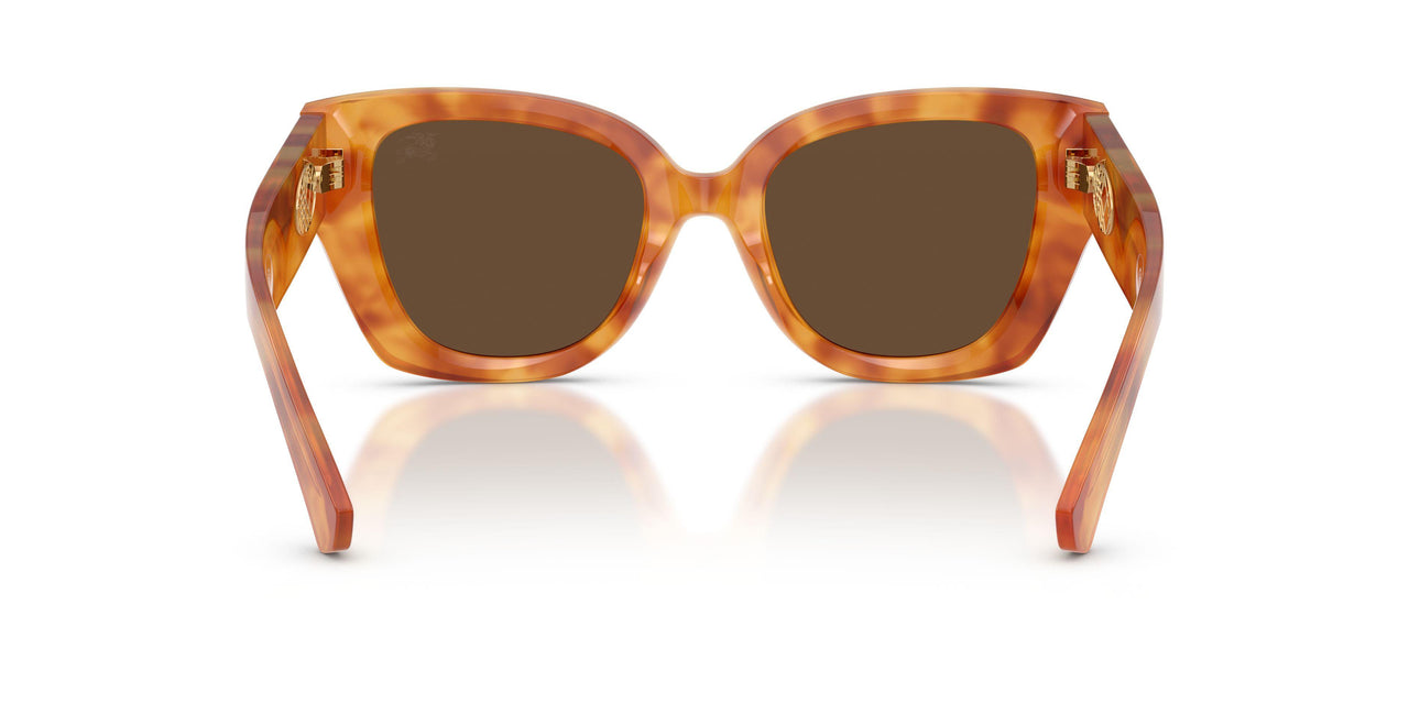 425673 - Tortoise - Dark Brown