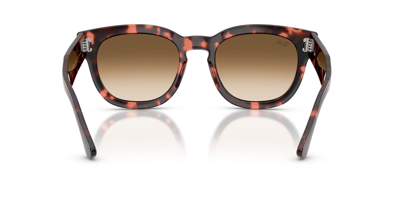 133451 - Tortoise - Clear Gradient Brown