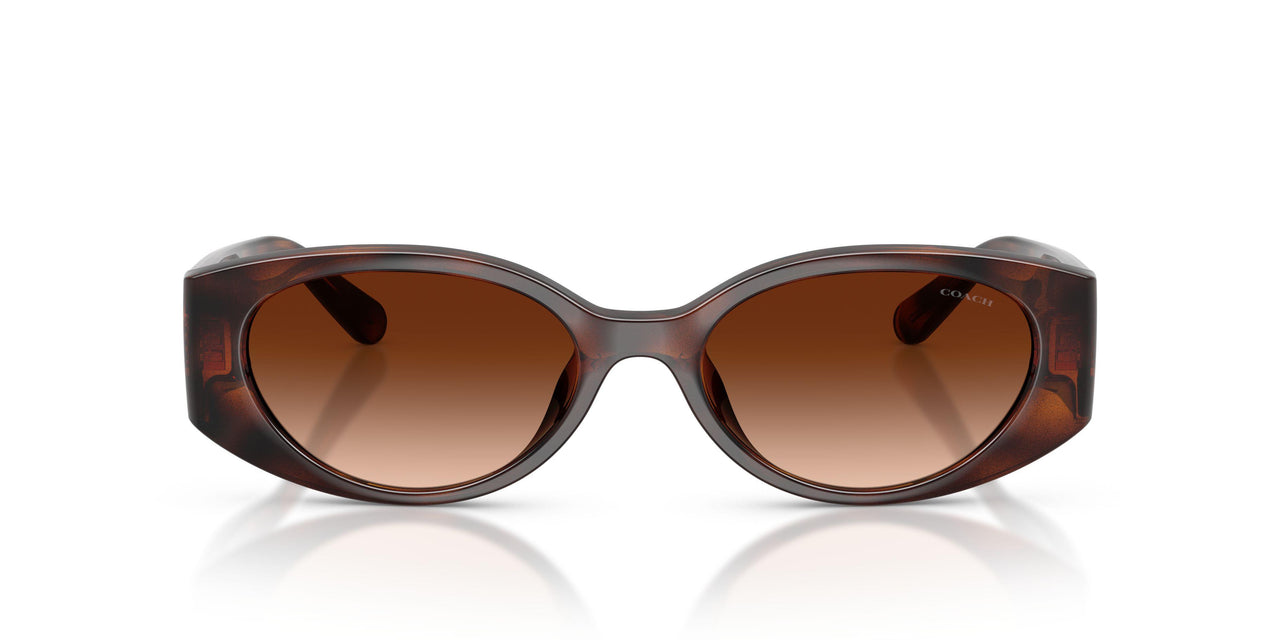 512074 - Tortoise - Brown Gradient