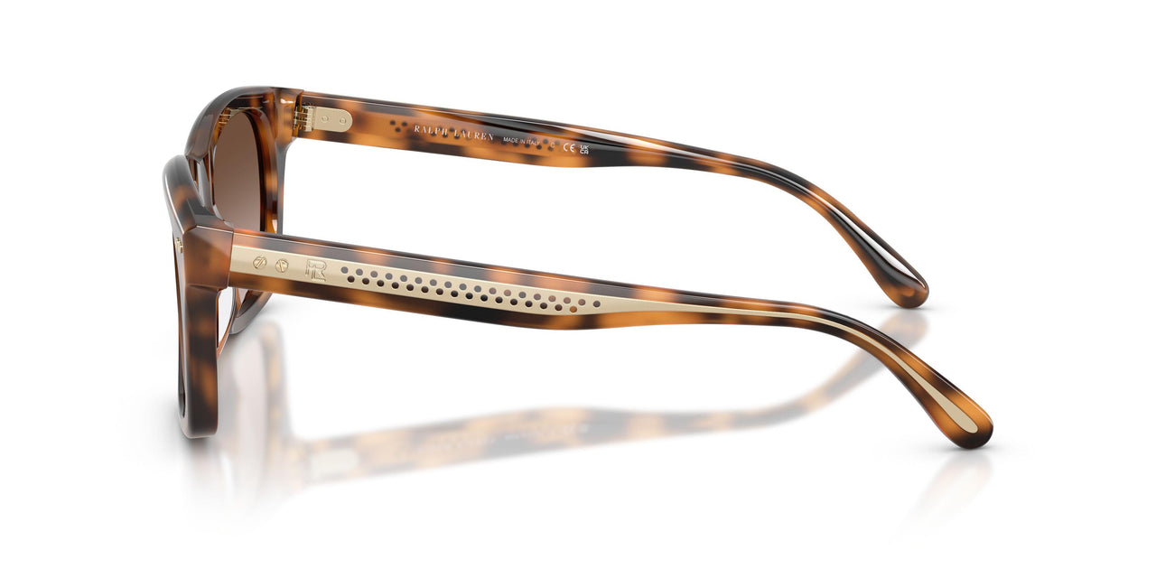 608913 - Tortoise - Gradient Brown