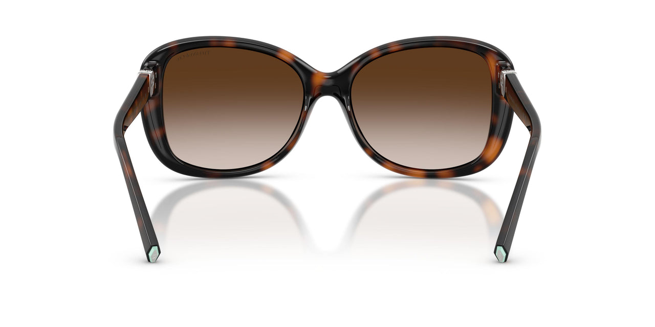 80153B - Tortoise - Brown Gradient
