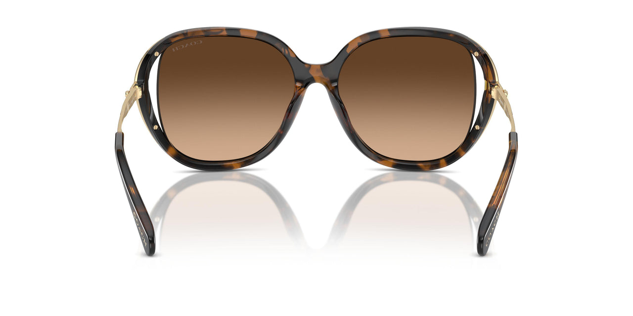 512074 - Tortoise - Brown Gradient