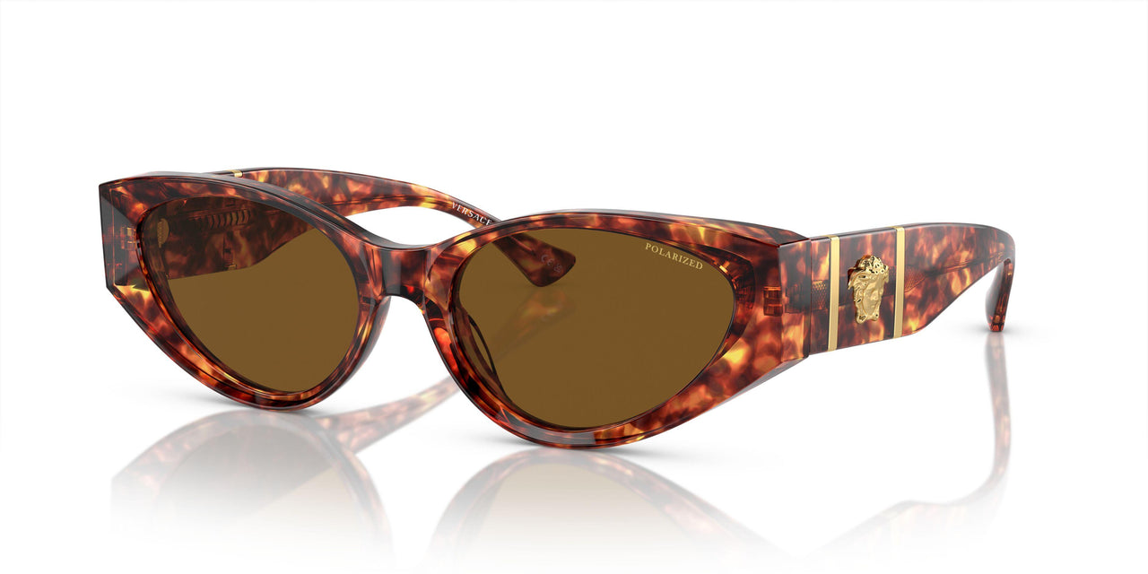 543783 - Tortoise - Dark Brown Polar