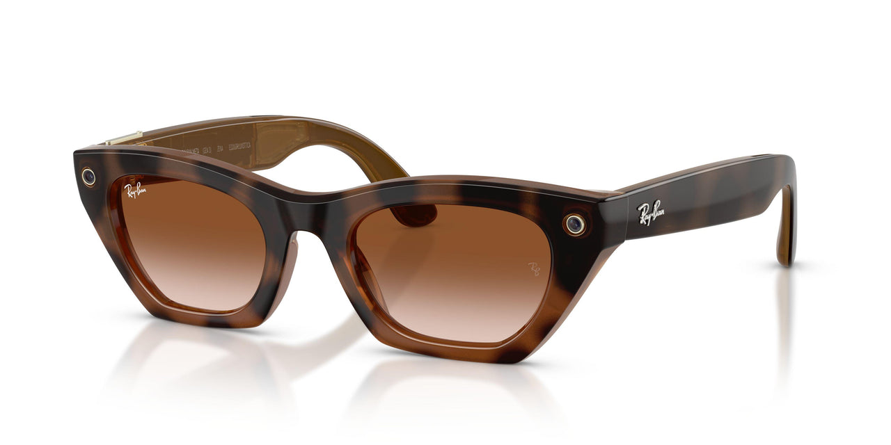 690513 - Tortoise - Gradient Brown
