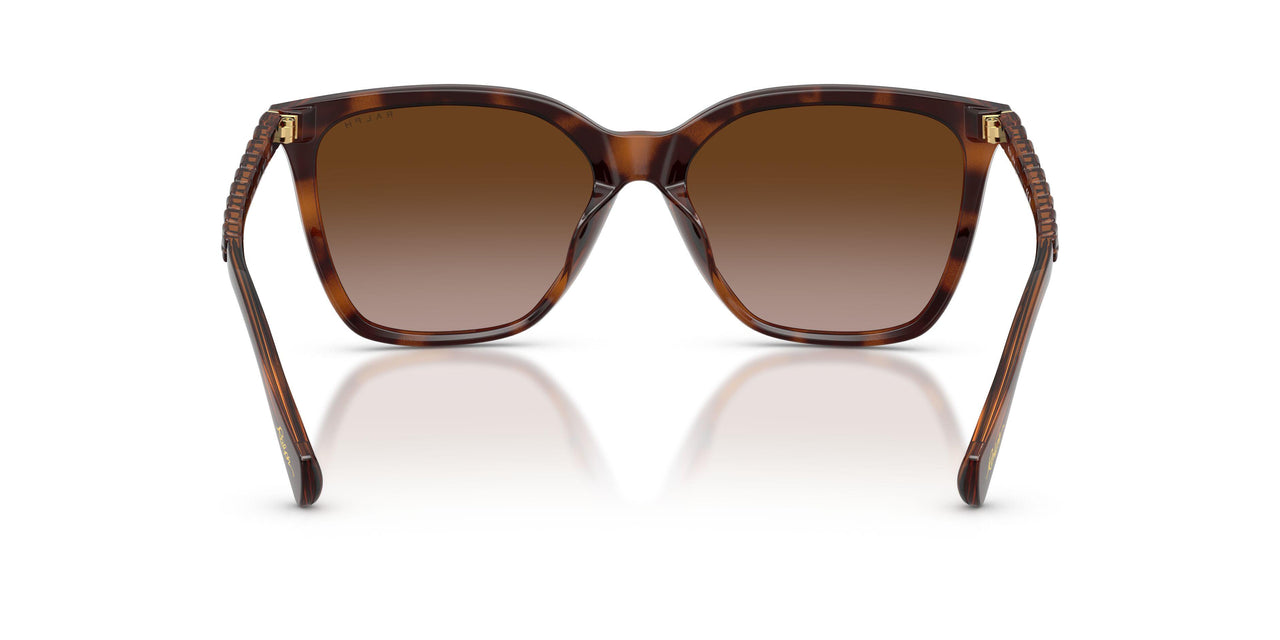 614913 - Tortoise - Brown Gradient