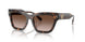 172813 - Tortoise - Brown Gradient