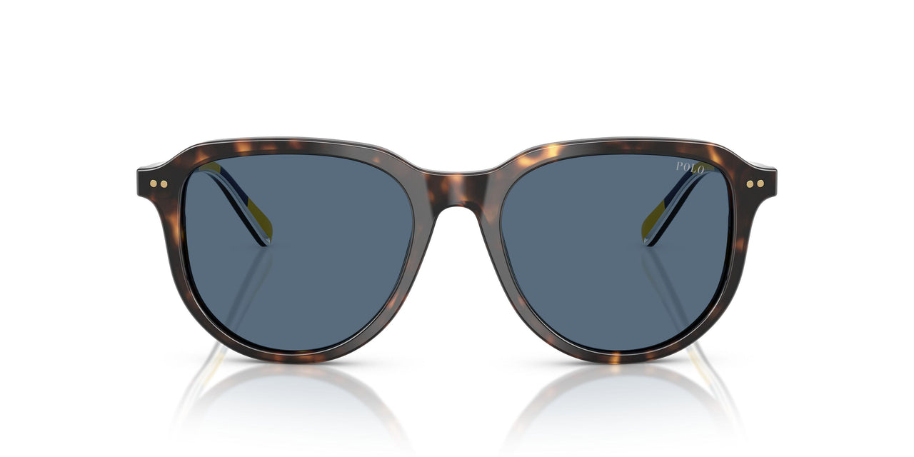 500380 - Tortoise - Dark Blue