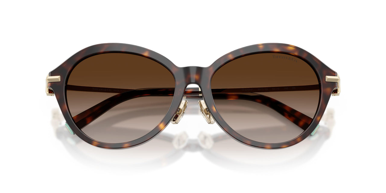 80153B - Tortoise - Brown Gradient