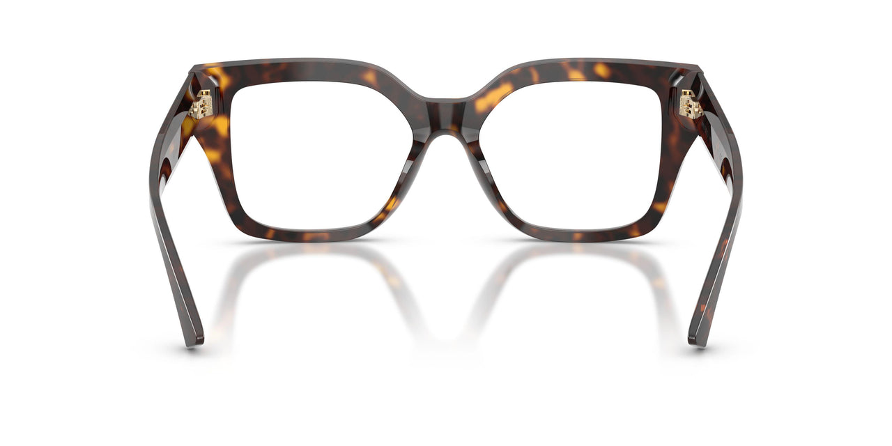 5002 - Tortoise