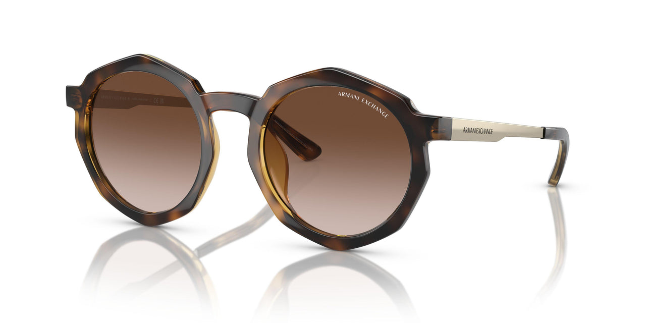 821313 - Tortoise - Gradient Brown