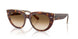141451 - Tortoise - Clear Gradient Brown