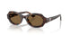 587973 - Tortoise - Brown