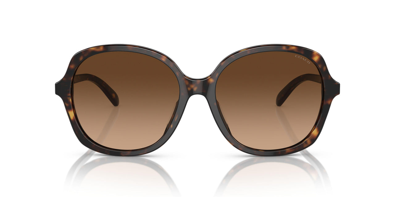 512074 - Tortoise - Brown Gradient