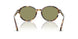 623214 - Tortoise - Green