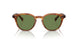 14834E - Tortoise - Vibrant Green