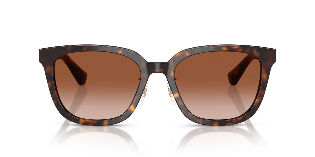 300213 - Brown - Brown Gradient