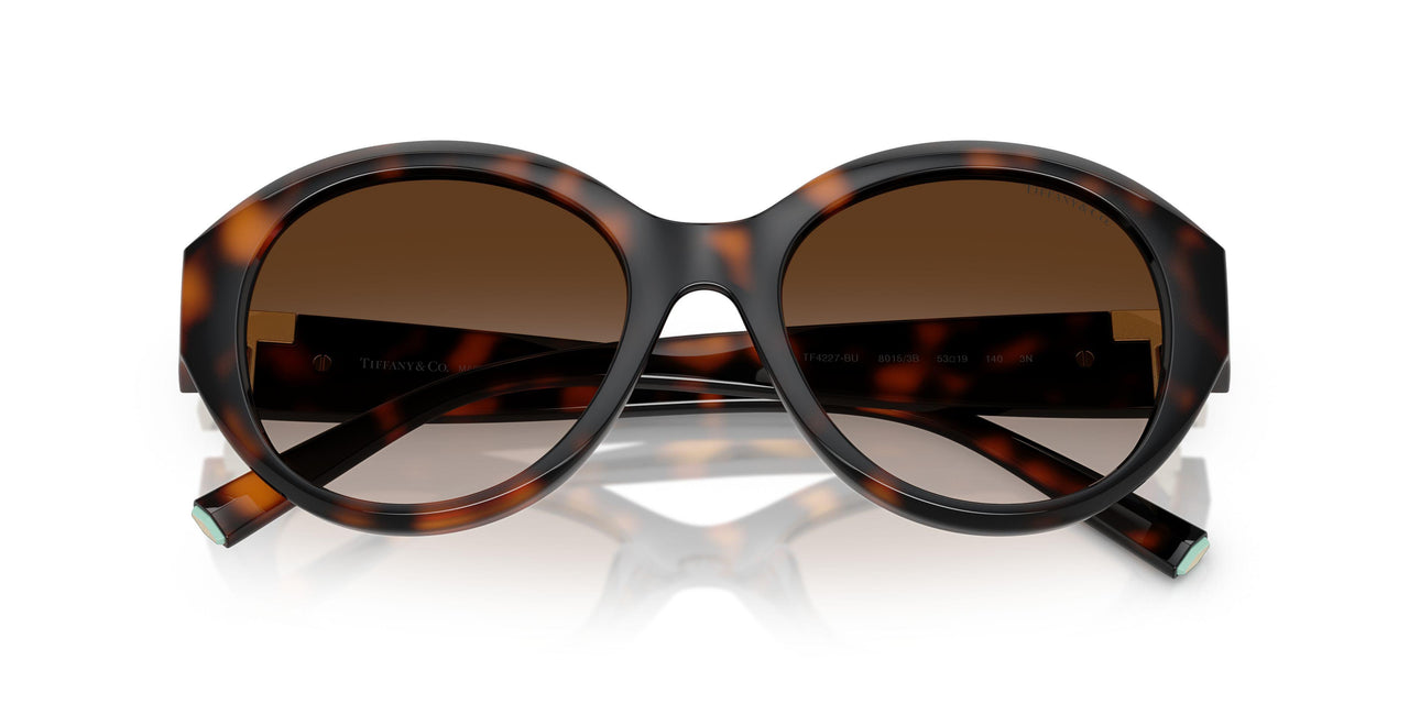 80153B - Tortoise - Brown Gradient