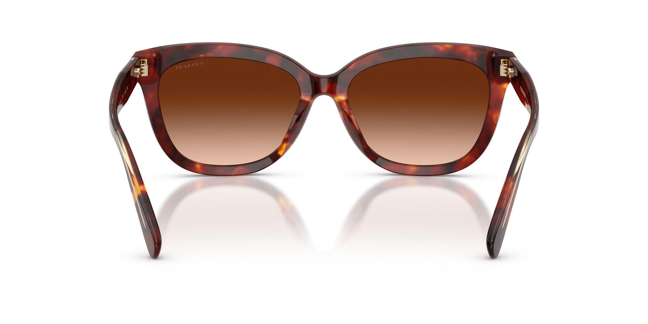 593874 - Tortoise - Brown Gradient