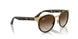 001/13 - Tortoise - Brown
