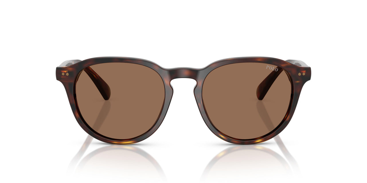 613773 - Tortoise - Dark Brown