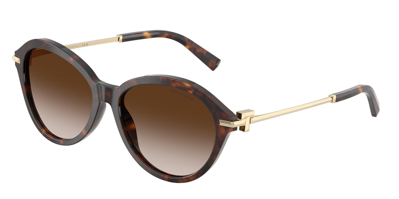 80153B - Tortoise - Brown Gradient
