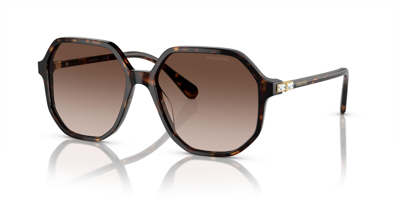 100213 - Tortoise - Brown Gradient