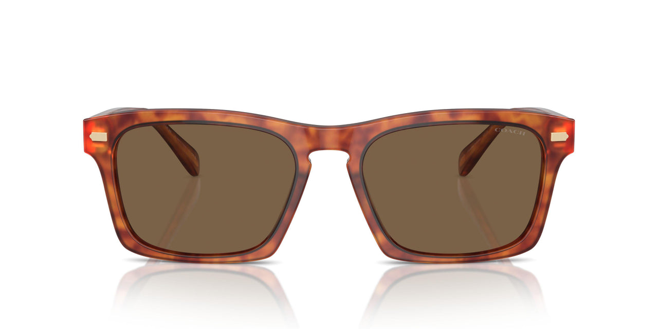 577473 - Tortoise - Brown Solid