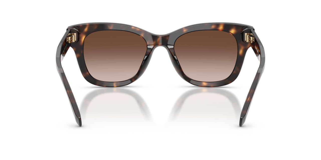 196413 - Tortoise - Brown Gradient