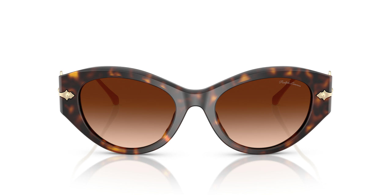 500374 - Brown - Gradient Brown