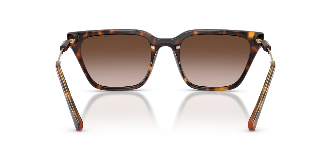 821313 - Tortoise - Gradient Brown
