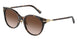 80153B - Tortoise - Brown Gradient