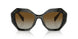 19D6E1 - Black - Polar Brown Gradient