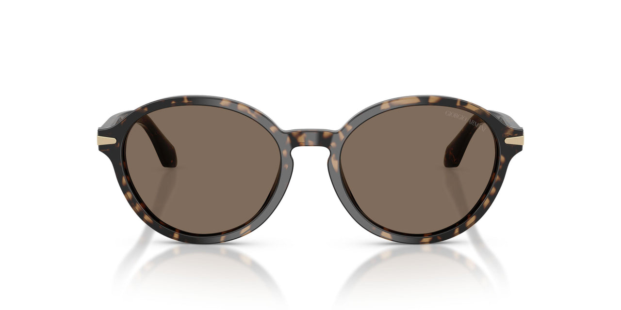 623573 - Tortoise - Dark Brown