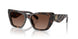 1964T5 - Tortoise - Brown Polar
