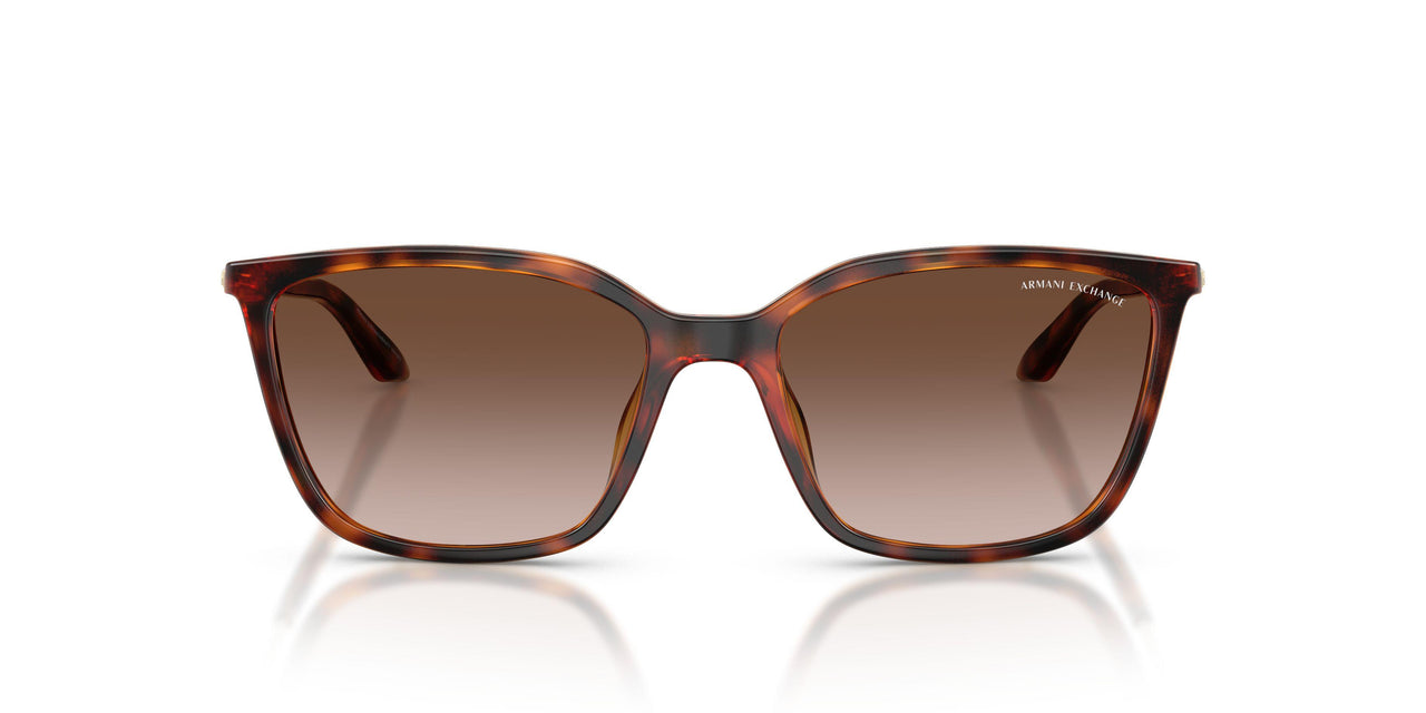 821313 - Tortoise - Brown Gradient