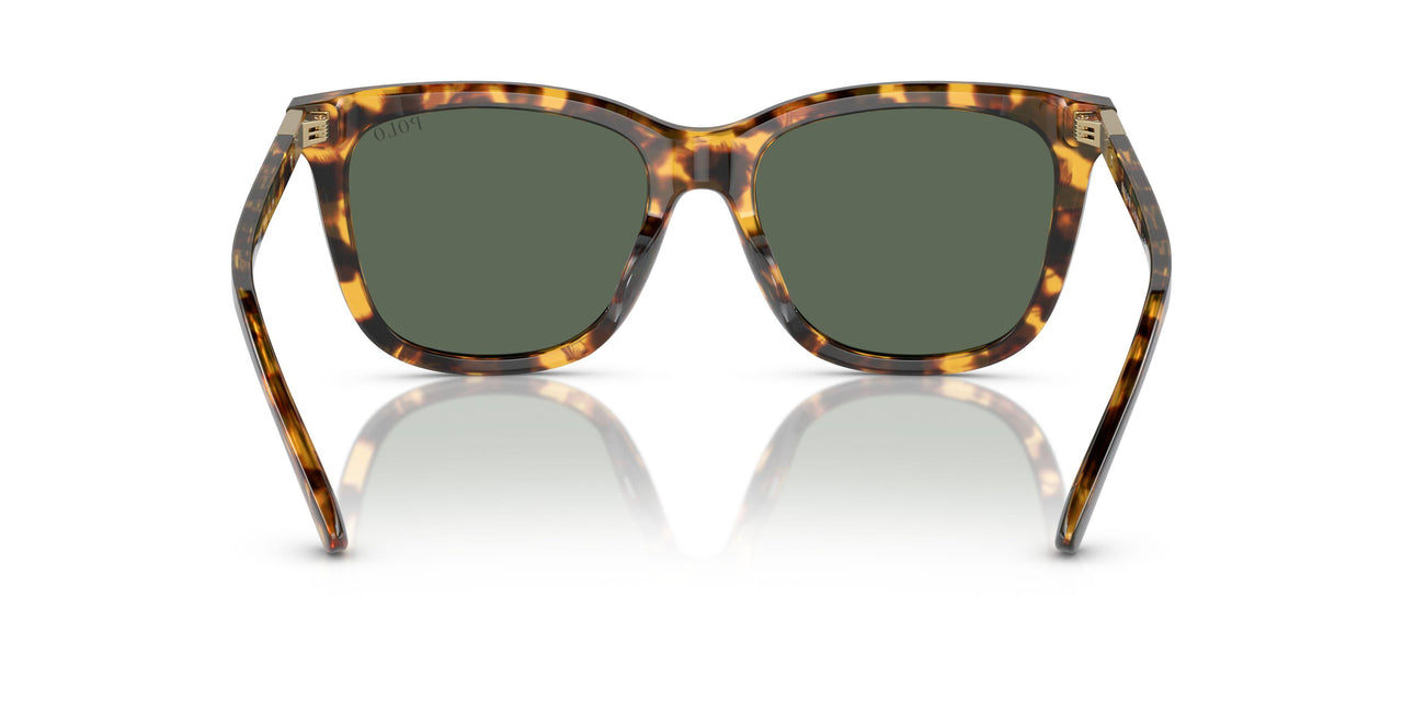 607871 - Tortoise - Dark Green