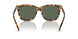 607871 - Tortoise - Dark Green