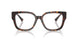 5002 - Tortoise