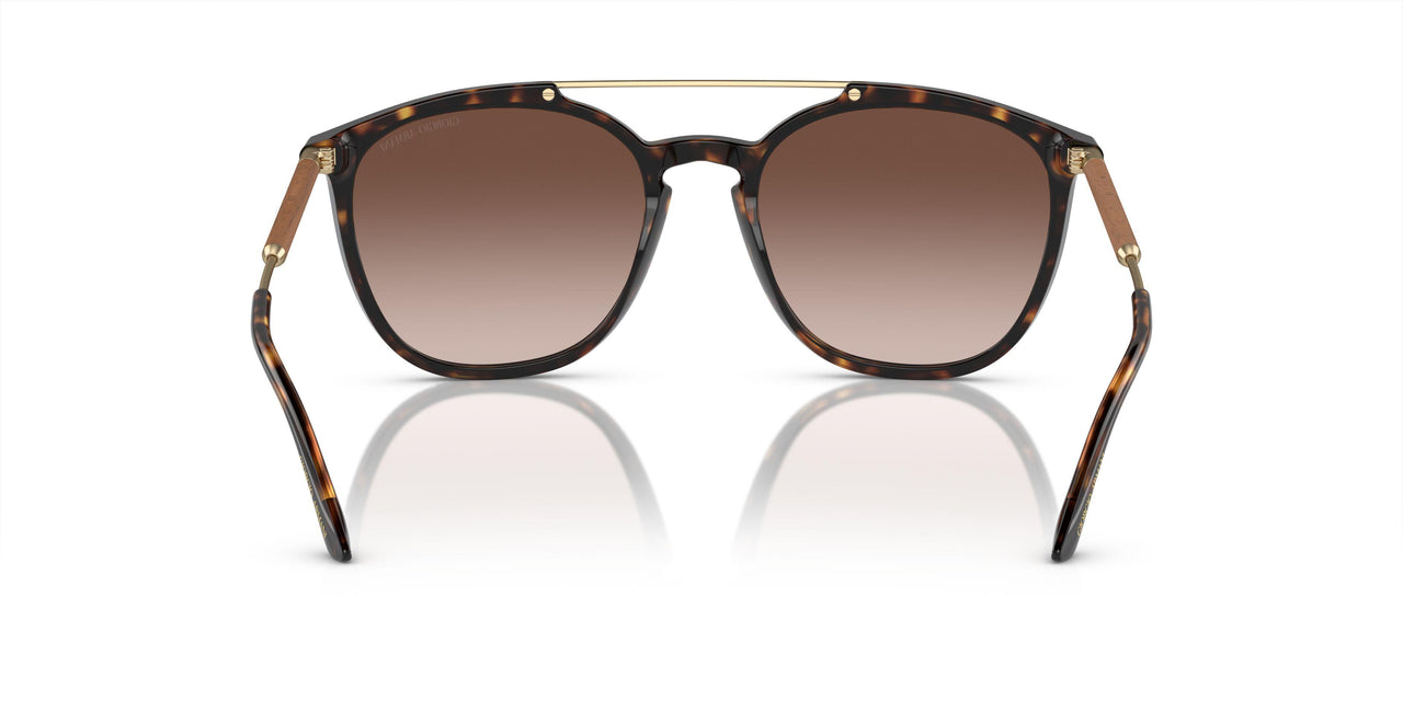 502613 - Tortoise - Gradient Brown