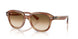 140351 - Tortoise - Clear Gradient Brown