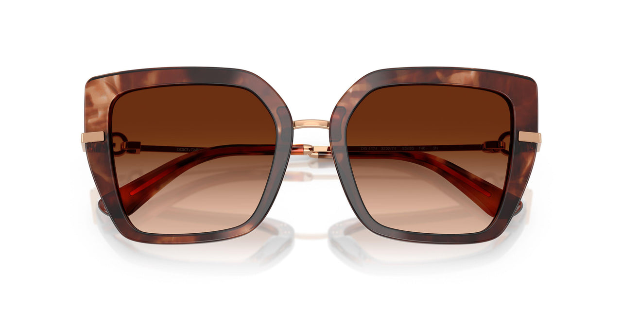 322274 - Tortoise - Brown Gradient