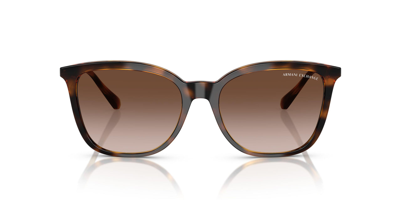 821313 - Tortoise - Brown Gradient Dark Brown