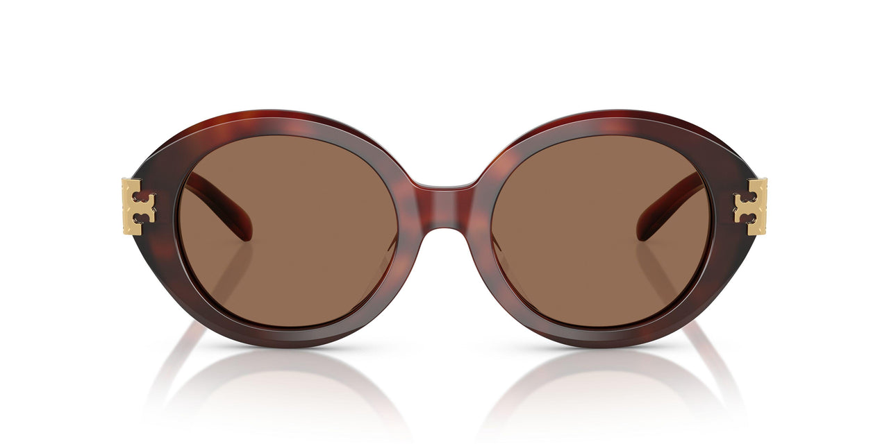 201173 - Tortoise - Dark Brown