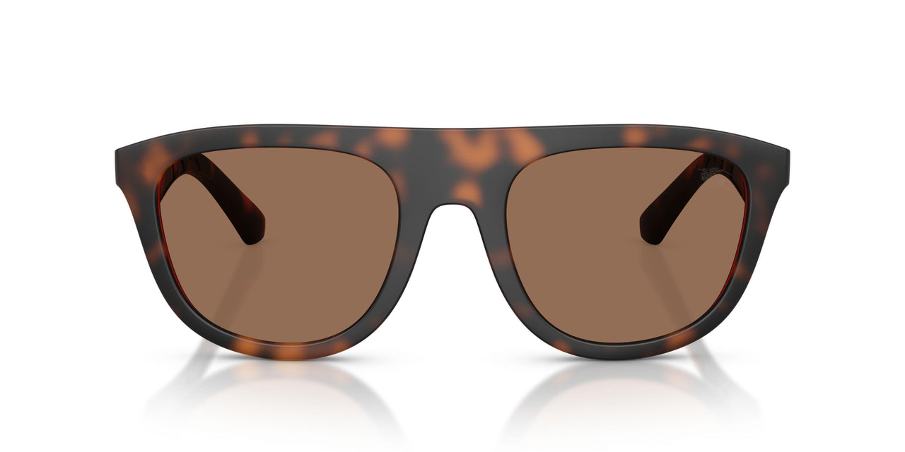 353673 - Tortoise - Dark Brown