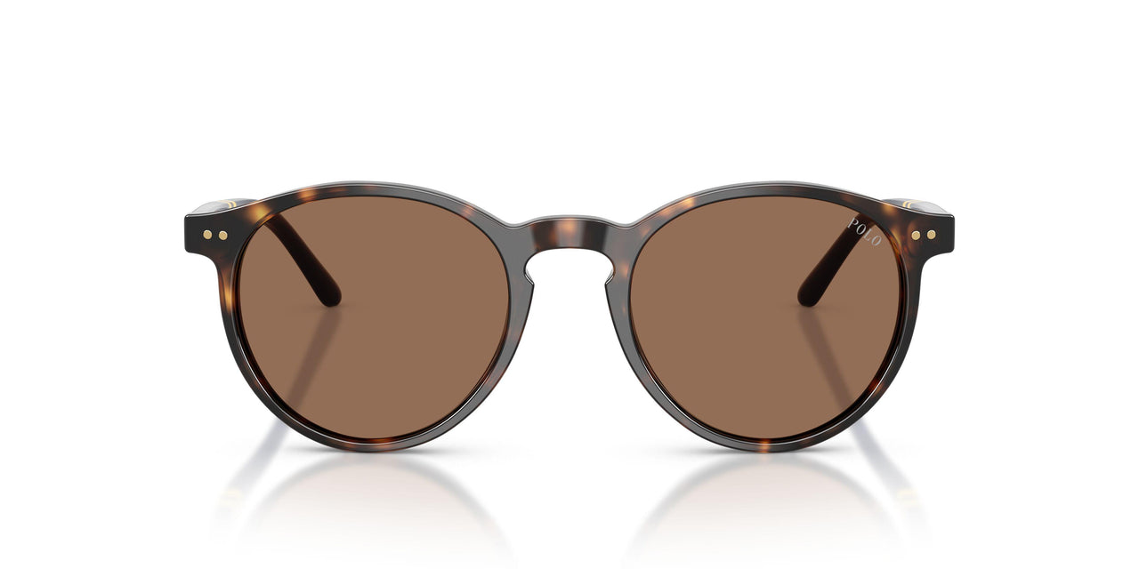 500373 - Tortoise - Brown