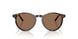 500373 - Tortoise - Brown