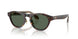 502671 - Tortoise - Dark Green